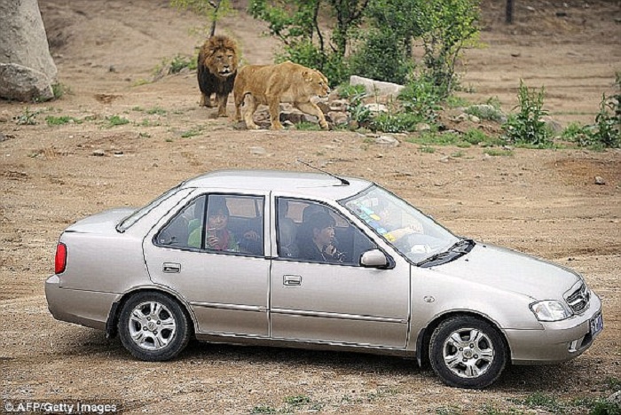 Family of woman who was EATEN ALIVE by a tiger seek compensation  - VIDEO 